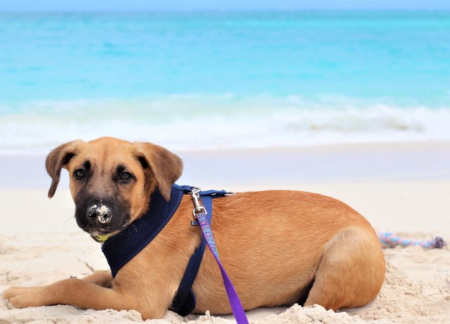Paradise and puppies on the Turks and Caicos Islands