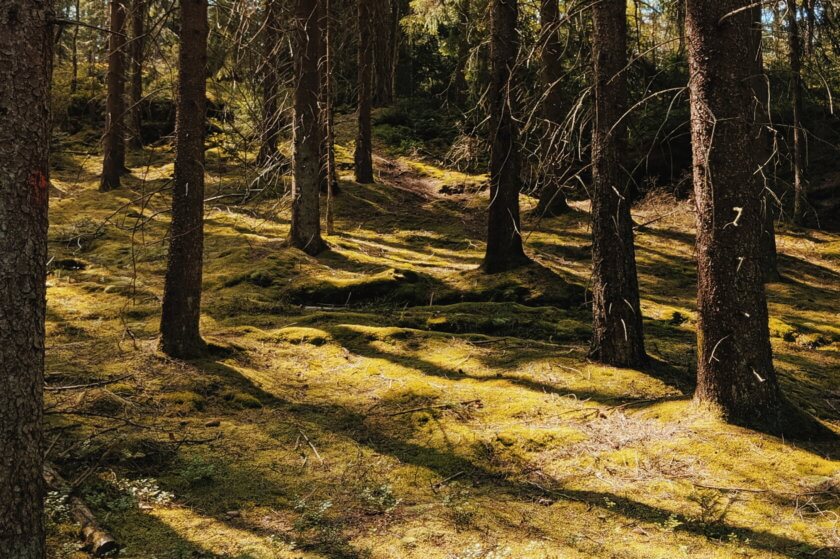 On loving and leaving Travelettes