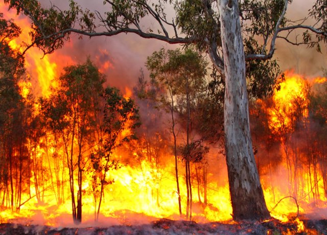 The Australian Bushfire and the current mood in Sydney and Melbourne