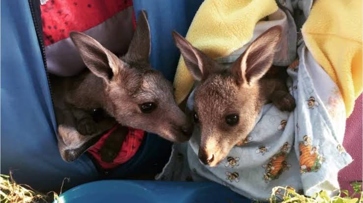 People are knitting for wildlife injured in the Australian bushfires and it’s adorable