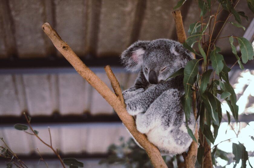 People are knitting for wildlife injured in the Australian bushfires and it’s adorable
