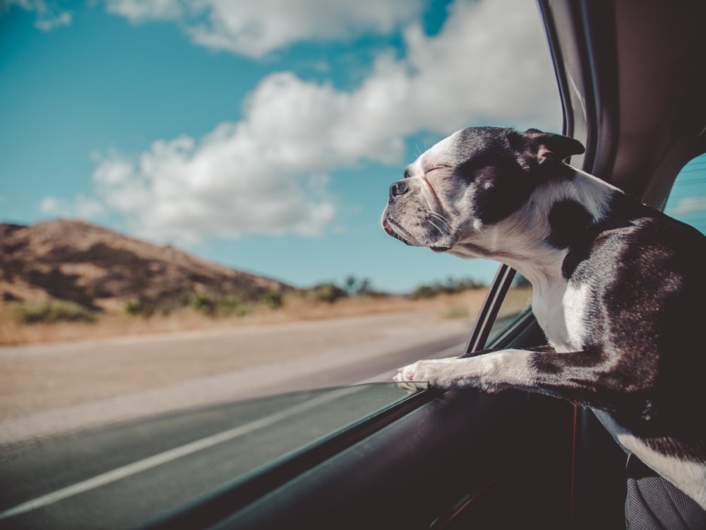 dog on the road